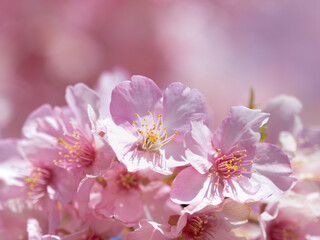 満開のサクラの花