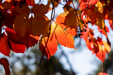 American ivy, Virginia Creeper, Parthenocissus quinquefolia