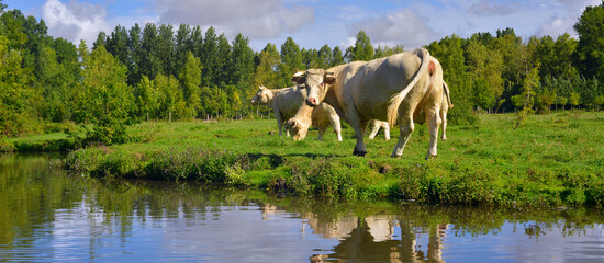 Panoramique charolaises au pr&eacute; des marais Marais Poitevin, d&eacute;partement de Vend&eacute;e en r&eacute;gion Pays de la Loire, France