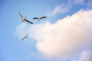Ivory seagulls flying in the sky over the sea at sunset sky