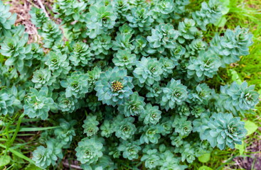 золотой корень