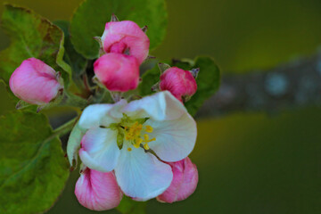 View of a blossoming branch of an apple tree in the garden.