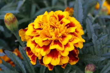yellow flower in the garden