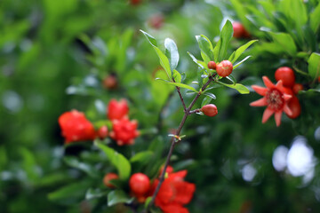 pomegranate flower and buds in may