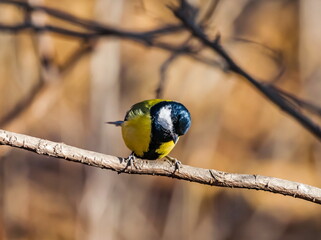 Bird tit closeup on tree branch in autumn city Park