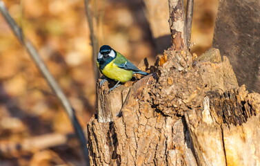 Bird bird closeup on the stump of the tree in autumn city Park