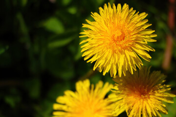 Yellow dandelions bloom in the meadow in spring.