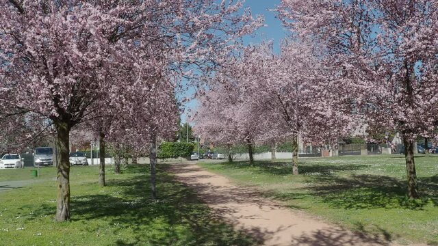 romantic pink flower tunnel on public park trees. springtime in the city