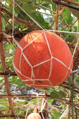 Both grew pumpkins hanging on bamboo farming in Thailand.