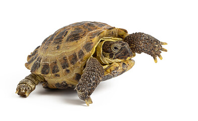 land turtle