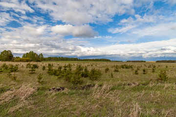 Field, grass and trees in summer against a blue sky with white clouds