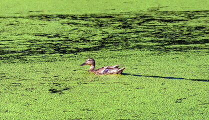 Duck into the overgrown green duckweed pond
