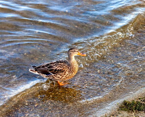 Duck on the shore of the pond
