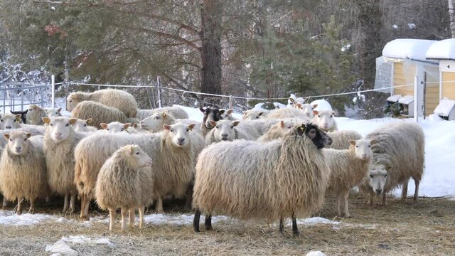 Herd of sheep covered with snow. Winter on the farm.