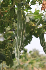 Close-up zucchini, growing vegetables with a bamboo frame.