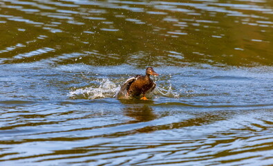 Ducks on the water pond in summer closeup