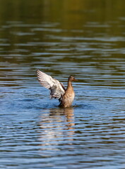 Ducks on the water pond in summer closeup