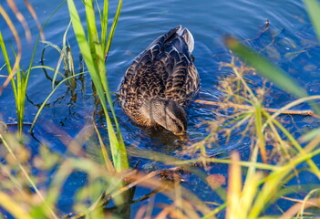 Ducks on the water pond in summer closeup
