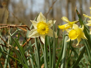 Obraz premium daffodils in spring