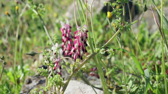 Pink flowers of common fumitory