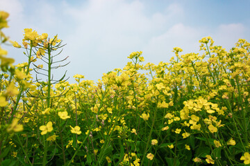 Rapeseed flowers growing in the sun and bees collecting nectar