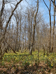 wild daffodils in april in a forest in Luxembourg