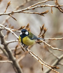 Bird tit close up on a branch of a poplar tree in spring