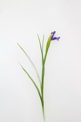 Fototapeta na wymiar Purple iris flower in milky water in bath