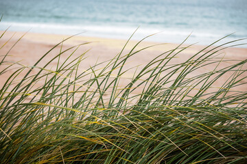 Tall green grass on a yellow sand dune by ocean. Nature scene, west coast of Ireland. Calm nature environment