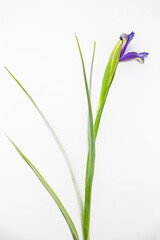 Purple iris flower in milky water in bath