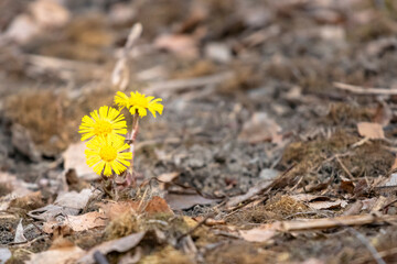 Coltsfoot blossoming Storoeyodden Fornebu Norway. High quality photo