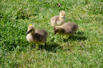 Obraz premium Canada Goose (branta canadensis) Goslings on the banks of the river Thames