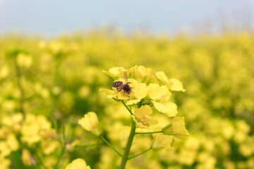 Rapeseed flowers growing in the sun and bees collecting nectar