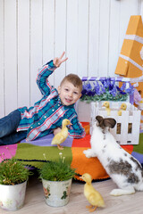 a boy in a good mood plays with an Easter bunny and little yellow ducklings, joy on the baby's face