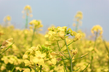 Obraz premium Rapeseed flowers growing in the sun and bees collecting nectar
