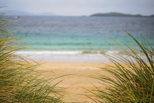 Tall green grass on a yellow sand dune by ocean. Nature scene, west coast of Ireland. Calm nature environment