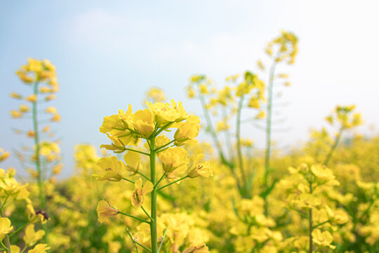 Nektar Bilder Durchsuchen 302,749 Archivfotos, und