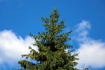 Green spruce with cones against the blue sky.
