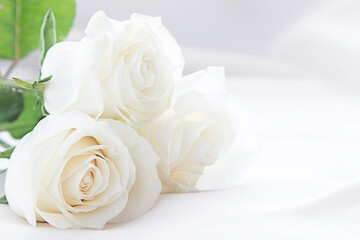 Fototapeta premium white roses