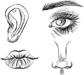 Collection of face parts  - Eye, nose, lips, ear, original hand drawn sketch art
