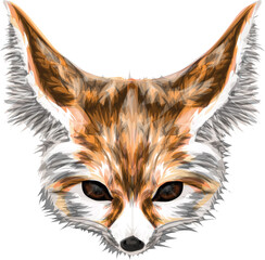 Fennec Fox. Original graphic portrait of cute foox . Isolated on white background