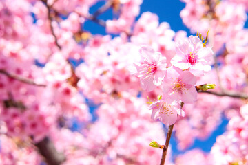 サクラ さくら 桜 ピンク 淡い パステル 鮮やか かわいい 美しい花 春 満開 花見