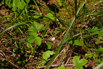 Green young vegetation in the forest in spring.