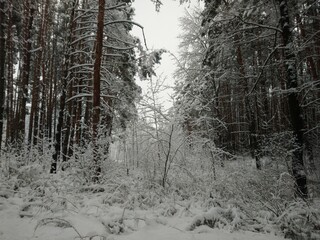 forest in winter