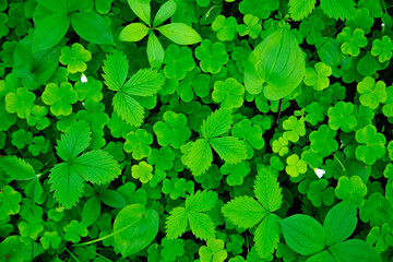 Fototapeta na wymiar Forest grass and clover leaves, natural background