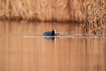 Eurasian coot on a pond