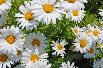 Fototapeta premium Close-up on blooming daisies. A useful plant used in medicine, cosmetology.