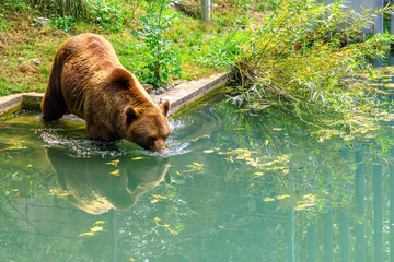 An adult bear, official symbol of canton of Bern, enters the water in the pool inside Bear Pit, one...