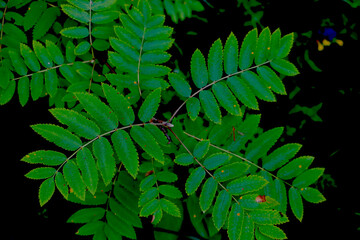 Beautiful young green branches of bushes in spring.