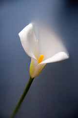 Naklejka na ściany i meble Calla flower in dark bathroom with white water